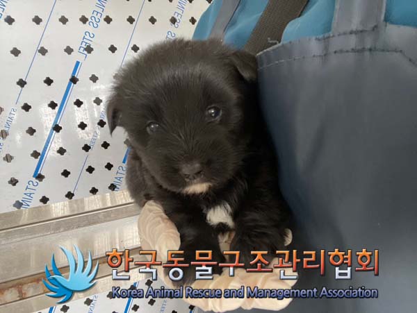 한국동물구조관리협회_441409202401426